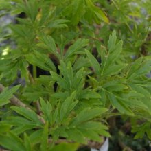 Picture of Sambucus Laciniata (30260)