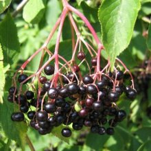 Picture of Sambucus Nigra (4879)