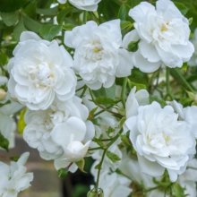 Sanders White Clg-Rose Picture of Sanders White Clg-Rose (28778)