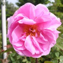 Picture of Sarah van Fleet-Rose (4884)