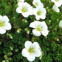 Saxifraga Crystal White Picture of Saxifraga Crystal White (10296)