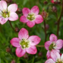 Saxifraga Starblush Picture of Saxifraga Starblush (6027)