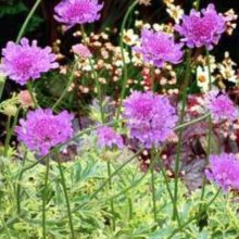 Scabiosa Vivid Imagination Picture of Scabiosa Vivid Imagination (11314)