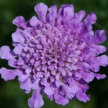 Scabiosa Vivid Violet Picture of Scabiosa Vivid Violet (9921)