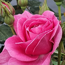 Scent By An Angel-Rose Picture of Scent By An Angel-Rose (10852)