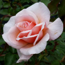 Scent To Remember-Rose Picture of Scent To Remember-Rose (4898)