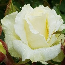 Picture of Scentasia Std 45cm Single Bud-Rose (31115)