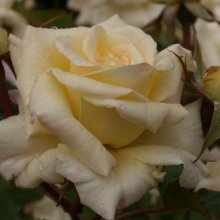 Scentasia Std 45cm-Rose Picture of Scentasia Std 45cm-Rose (4900)