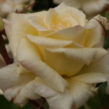 Scentasia Std 80cm-Rose Picture of Scentasia Std 80cm-Rose (4901)