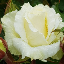 Scentasia-Rose Picture of Scentasia-Rose (4899)