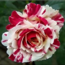Scentimental-Rose Picture of Scentimental-Rose (4902)