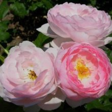 Scepterd Isle-Rose Picture of Scepterd Isle-Rose (7674)