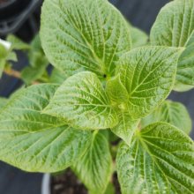 Picture of Schizophragma Integrifolium (30820)