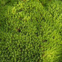 Scleranthus Biflorus Picture of Scleranthus Biflorus (4911)