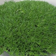 Scleranthus Crew Cut Picture of Scleranthus Crew Cut (11203)