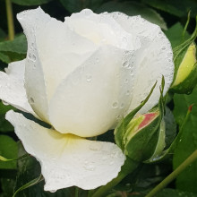 Scott Base Std 45cm-Rose Picture of Scott Base Std 45cm-Rose (10244)