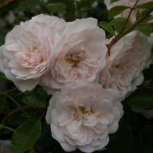 Seafoam Std Weeper 80cm-Rose Picture of Seafoam Std Weeper 80cm-Rose (4917)