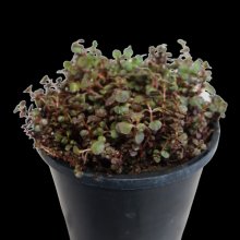 Sedum Chocolate Blob Picture of Sedum Chocolate Blob (29577)