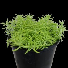 Sedum Gold Blob Picture of Sedum Gold Blob (29579)