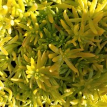 Sedum Gold Form Picture of Sedum Gold Form (4921)