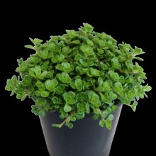 Sedum Green Blob Picture of Sedum Green Blob (29574)