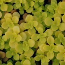 Sedum Makinoi Ogon Picture of Sedum Makinoi Ogon (8641)