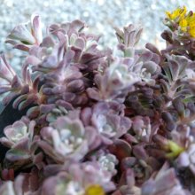 Sedum Purple Blob Picture of Sedum Purple Blob (29576)