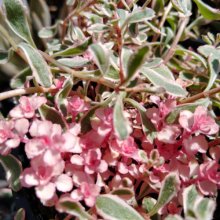 Sedum Rainbow Blob Picture of Sedum Rainbow Blob (29578)