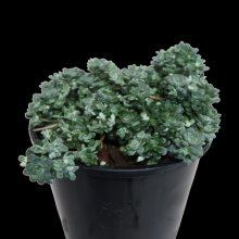 Sedum Silver Blob Picture of Sedum Silver Blob (29575)