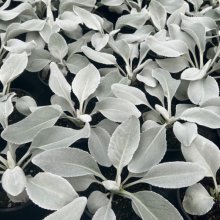 Senecio Angel Wings Picture of Senecio Angel Wings (30292)