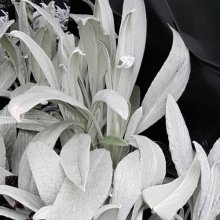 Senecio Bella Grigio Picture of Senecio Bella Grigio (10514)