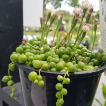 Senecio String of Pearls Picture of Senecio String of Pearls (29240)