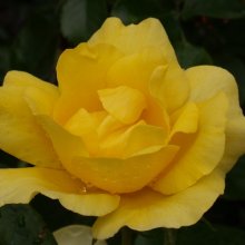 Serendipity Std 80cm-Rose Picture of Serendipity Std 80cm-Rose (4931)