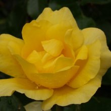 Serendipity-Rose Picture of Serendipity-Rose (4930)