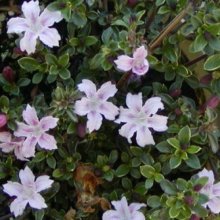 Picture of Serissa Pink Mystique (10298)