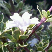 Picture of Serissa Snowflake (7943)