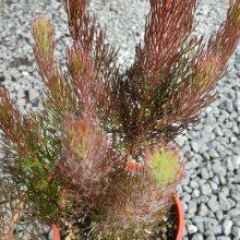 Picture of Serruria Peppermint Star (30683)