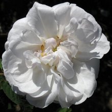 Picture of Shailers White Moss-Rose (4935)