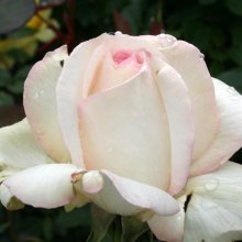 Sheer Bliss-Rose Picture of Sheer Bliss-Rose (4939)