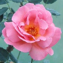 Shot Silk-Rose Picture of Shot Silk-Rose (4945)