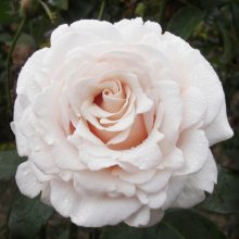 Silver Fern Std 80cm-Rose Picture of Silver Fern Std 80cm-Rose (29927)