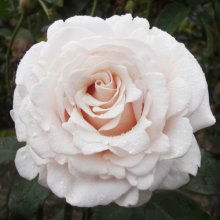 Silver Fern-Rose Picture of Silver Fern-Rose (29390)