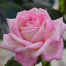 Silver Lining-Rose Picture of Silver Lining-Rose (29412)