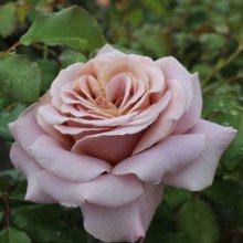 Simply Gorgeous-Rose Picture of Simply Gorgeous-Rose (30603)
