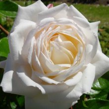 Picture of Sir Edmund Hillary Clg-Rose (4959)