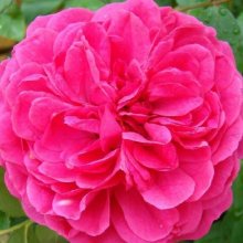Sir John Betjeman-Rose Picture of Sir John Betjeman-Rose (6830)