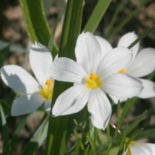 Sisyrinchium Snow Drift Picture of Sisyrinchium Snow Drift (4963)
