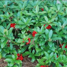 Picture of Skimmia j Rogersii (7143)