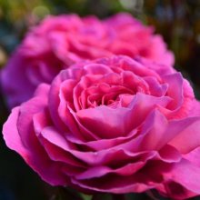 Skyla Rose Std 80cm Single Bud-Rose Picture of Skyla Rose Std 80cm Single Bud-Rose (31107)