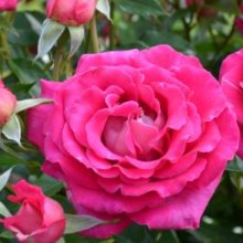 Smart Choice-Rose Picture of Smart Choice-Rose (29757)
